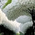 Irma Islas - Facebook