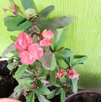 Irma Jacobo - Facebook