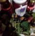 Irma Kohler - Facebook