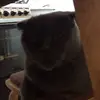 ilja - @zadirmainkraft228 - TikTok