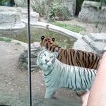 Irma Limon - @irma_limon_bianchi - Instagram