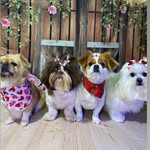 Beatriz Maggie Pamela Luna Snoop Neguinha Halba - @irmas_melotto - Instagram