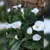 irmamadrigal33 - @irmamadrigal33 - TikTok