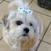 irma meraz - @irma.meraz51 - TikTok