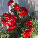 Irma Muller - @irma.muller.73700 - Instagram