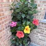 Irma Owens - Facebook