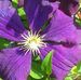 Irma Pedersen - Facebook