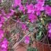 Irma Prieto - Facebook
