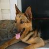 🐶Ирма🦮 - @irma.german.shepherd - TikTok