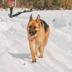 Ирма - @irma.germanshepherd - Instagram