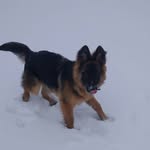 Irma - @german_shepherd_irma - Instagram