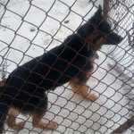 Irma the German Shepherd - @irma_the_dog_ - Instagram