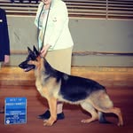 Irma the German Shepherd Dog - @irma_the_gsd - Instagram