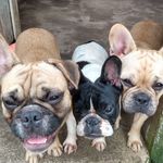irmãosshepherd - @irmaosshepherd - Instagram