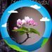 Irma Sotelo - Facebook