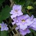 Irma Yeager - Facebook