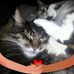 Irmgard Meyer - Facebook