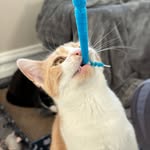 Irving Fosters - Chicago Cats and Kittens - @irvingfosters - Instagram