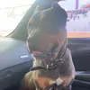 Johnson Kennels - @isaiah12johnson - TikTok