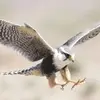 🔥عيسى القدافي🔥❤️ - @isaac.abdalla - TikTok