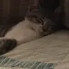 isaac_abell - @isaac_isaac_isaac - TikTok