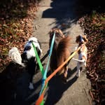isaac + albert + archie - @tres.canes - Instagram