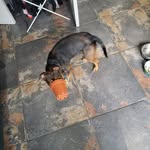 Isaac Bacon - @beffaldobaconator - Instagram
