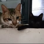 meow_😸 - @bacon_isaac - Instagram