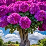 Isaac Baka - Facebook