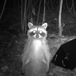 Isaac, Bender of Raccoons - @raccoon.bender - Instagram