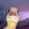 isaac_boyles - @isaac_boyles - TikTok