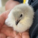 Isaac Bradshaw - @parsleyfamilyfarms - Instagram