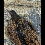 Isaac Bryant - @isaacbryant6012 - Instagram
