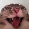 Bubby - @isaaccastle5 - TikTok