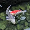 Isaac Collier - @isaac.collier3 - TikTok