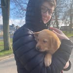 Isaac Collier - @assistancedogforisaac - Instagram