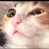 isaac crabtree - @i.crabtree - TikTok