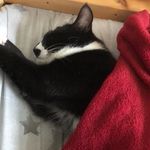 Isaac Dillon - @funny_cat_867 - Instagram
