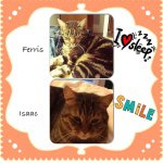 Isaac & Ferris - @isaac_ferris_kittycats - Instagram