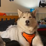 Isaac fields - @theonlyisaacfields - Instagram