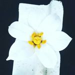 isaac_flowers24 - @isaac_flowers24 - Instagram