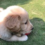 Isaac Loki. 🐾  |  Golden Boy - @isaac.good.boy - Instagram