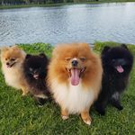 Isaac, Hannah, Maju, Bob - @lulupomeraniaisaacehannah - Instagram