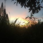 Isaac Larson - @grover_rocky - Instagram