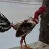 Isaac Machado - @isaac.machado36 - TikTok