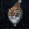 Isaac Manuel - @isaacmanuel10 - TikTok