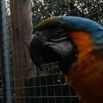 Isaac Maynard - @animals_at_college - Instagram
