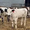Isaac Meissner - @meissnerfarms - TikTok