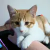 isaac - @isaac_olson_ - TikTok