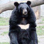 Isaac Patterson - @izzbear12 - Instagram